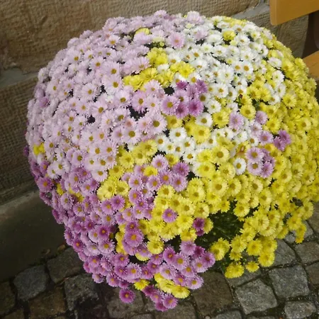 Wehlener Hof Hotel Stadt Wehlen