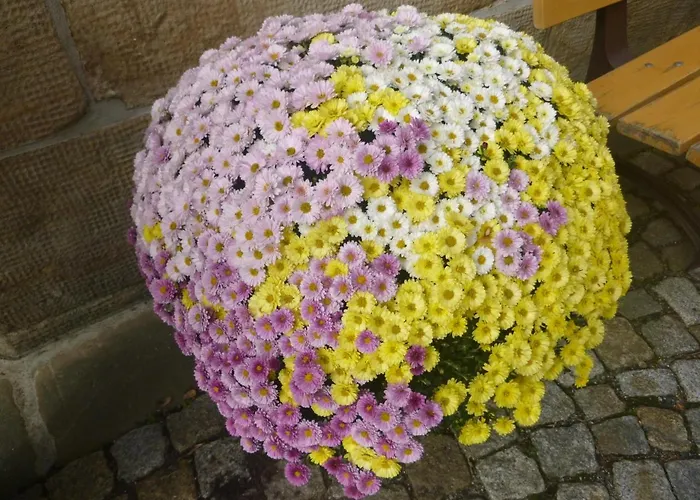 Wehlener Hof Hotel Stadt Wehlen